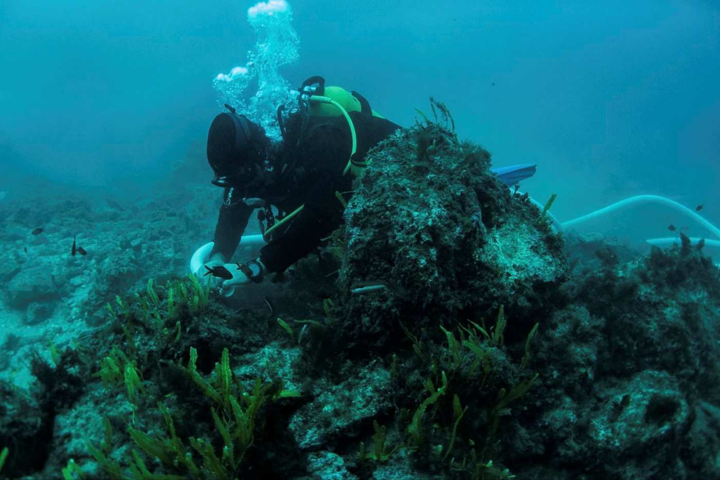 A photo of a Mareterra diver collecting coral to relocate to a new location